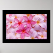 Poster de fleurs Plumeria (Devant)