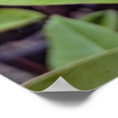Poster de fleurs Plumeria Rubra (Coin)