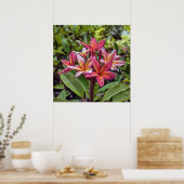 Poster de fleurs Plumeria Rubra (Cuisine)