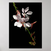 Poster de fleurs rose Gaura (Devant)
