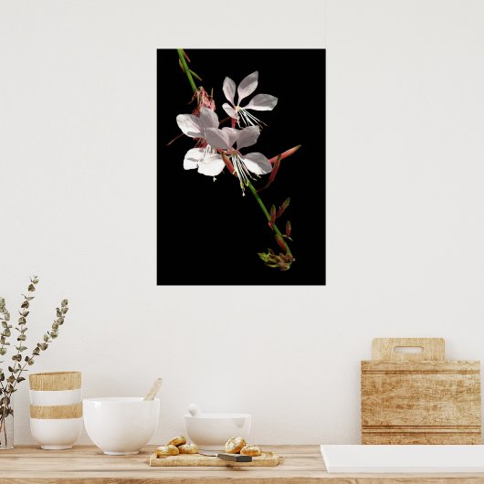 Poster de fleurs rose Gaura (Cuisine)