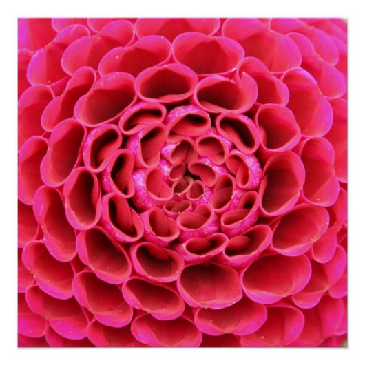 Poster de fleurs roses chaudes (Devant)