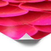 Poster de fleurs roses chaudes (Coin)