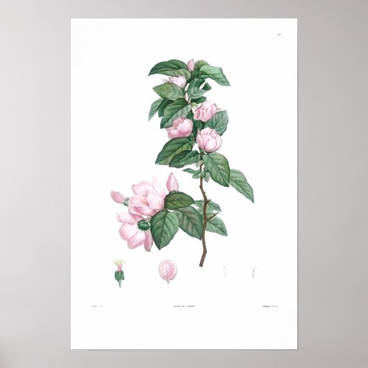 POSTER DE FLEURS ROSES COMMUNES BOTANIQUES vintage (Devant)