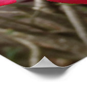 Poster de fleurs Roses du désert (Coin)