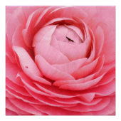 Poster de fleurs roses rapprochées (Devant)