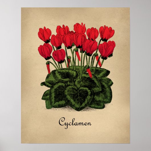 Poster de fleurs rouges - Cyclamen Vintage (Devant)