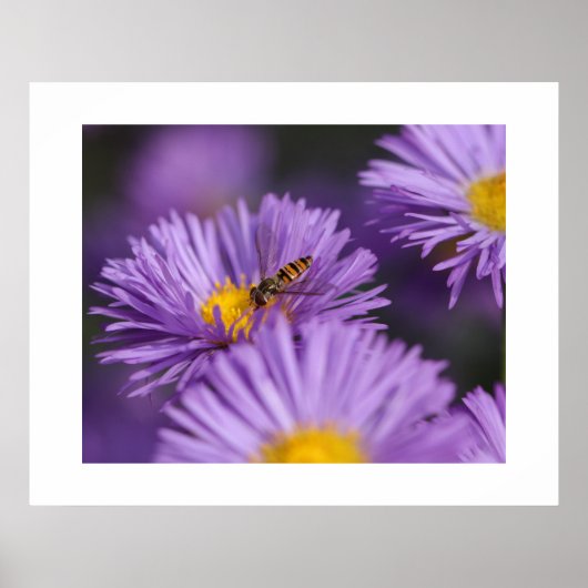 Poster de fleurs violettes (Devant)