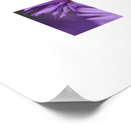 Poster de fleurs violettes (Coin)