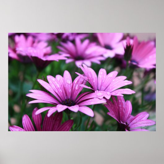 Poster de fleurs violettes vives (Devant)