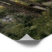 Poster de Forest Bridge Creek (Coin)