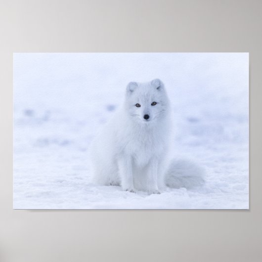 Poster de Fox Arctique (Devant)