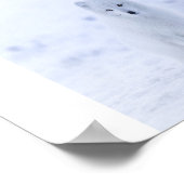 Poster de Fox Arctique (Coin)