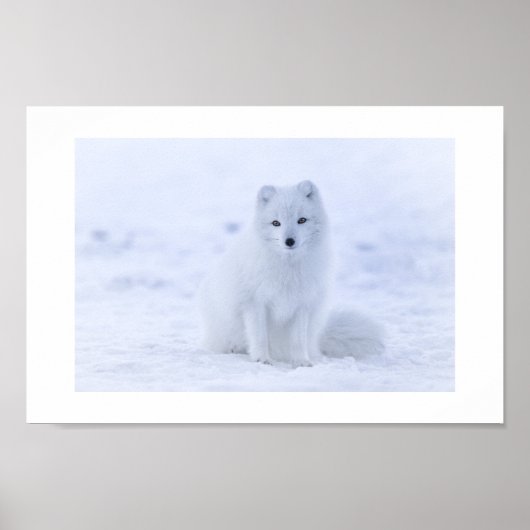 Poster de Fox Arctique (Devant)