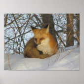 Poster de Fox Repose (Devant)