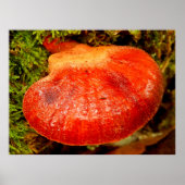 Poster de Fungus Beefsteak (Devant)