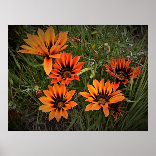 Poster de Gazanias orange et noir (Devant)