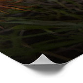 Poster de Gazanias orange et noir (Coin)