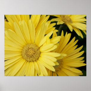 Poster de Gebera Daisies Jaunes
