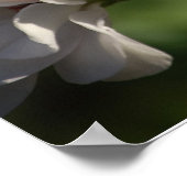 Poster de géranium (Coin)