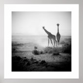 Poster de Giraffes (Devant)