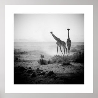 Poster de Giraffes