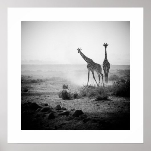 Poster de Giraffes (Devant)