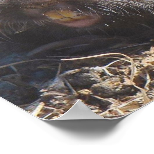 Poster de Gopher (Coin)