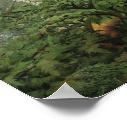 Poster de Gorilla (Coin)