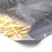 Poster de Gorilla réfléchi (Coin)