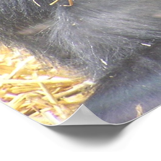 Poster de Gorilla réfléchi (Coin)