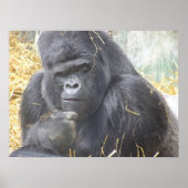 Poster de Gorilla réfléchi (Devant)
