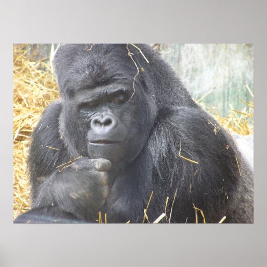 Poster de Gorilla réfléchi (Devant)