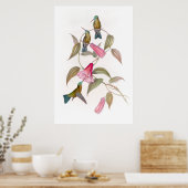 Poster de Goulds Hummingbirds (Cuisine)