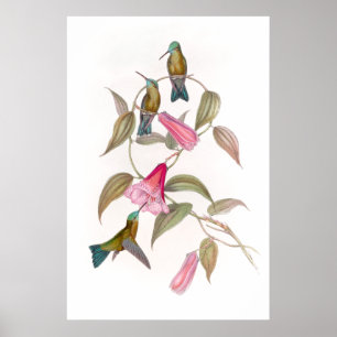 Poster de Goulds Hummingbirds