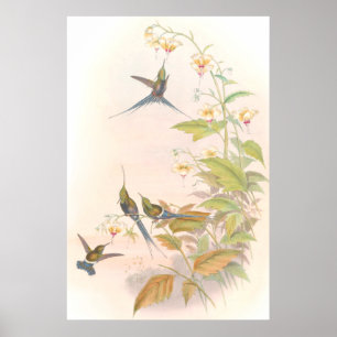 Poster de Goulds Hummingbirds