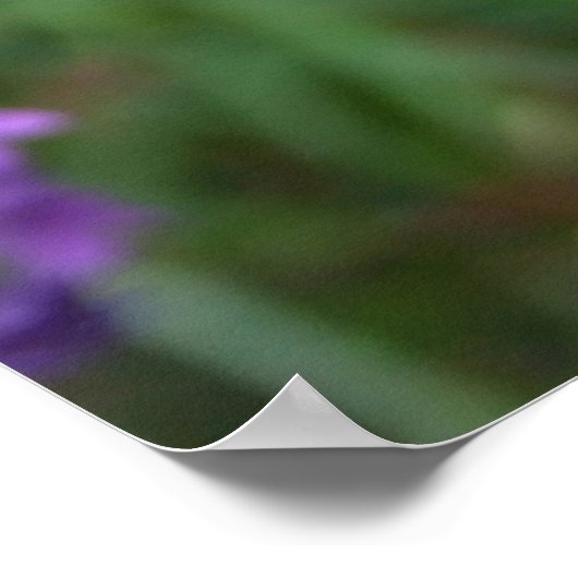 Poster de graines (Coin)