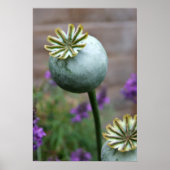 Poster de graines (Devant)