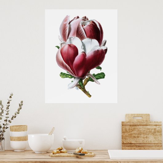 Poster de grandes fleurs rose magnolia (Cuisine)