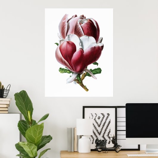 Poster de grandes fleurs rose magnolia (Bureau à domicile)