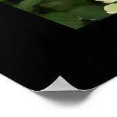 Poster de Green Hydrangeas (Coin)