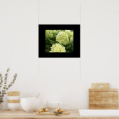 Poster de Green Hydrangeas (Cuisine)