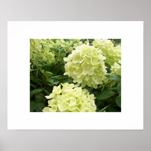 Poster de Green Hydrangeas (Devant)