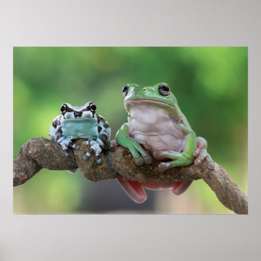 Poster de grenouille (Devant)