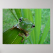 Poster de grenouille (Devant)