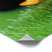 Poster de grenouille (Coin)