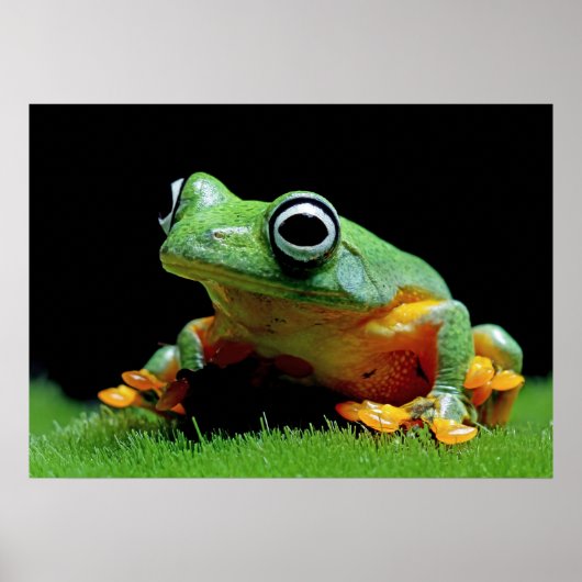 Poster de grenouille (Devant)