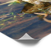 Poster de grenouille (Coin)