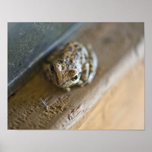 Poster de grenouille (Devant)
