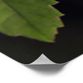 Poster de grenouille (Coin)